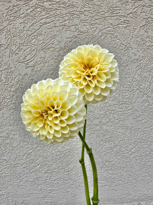 Creamy dahlia