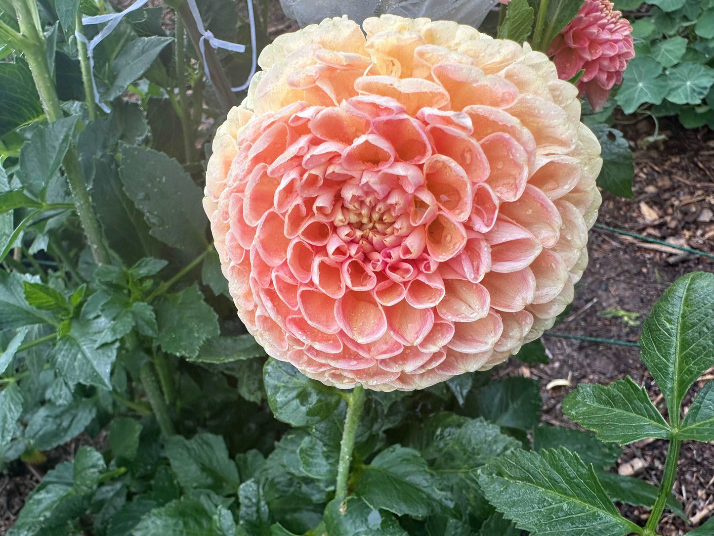 Crichton Honey dahlia