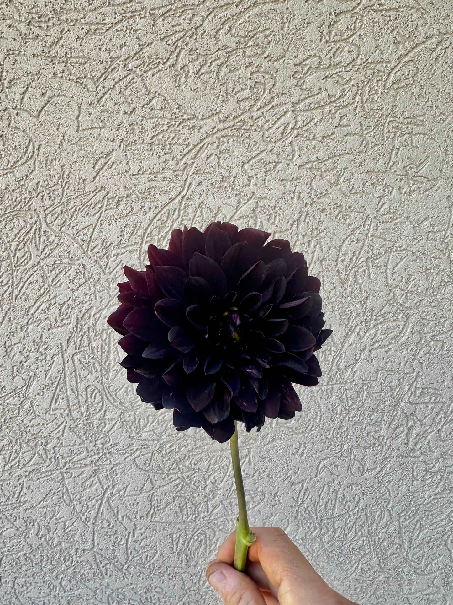 Czarny Charakter dahlia