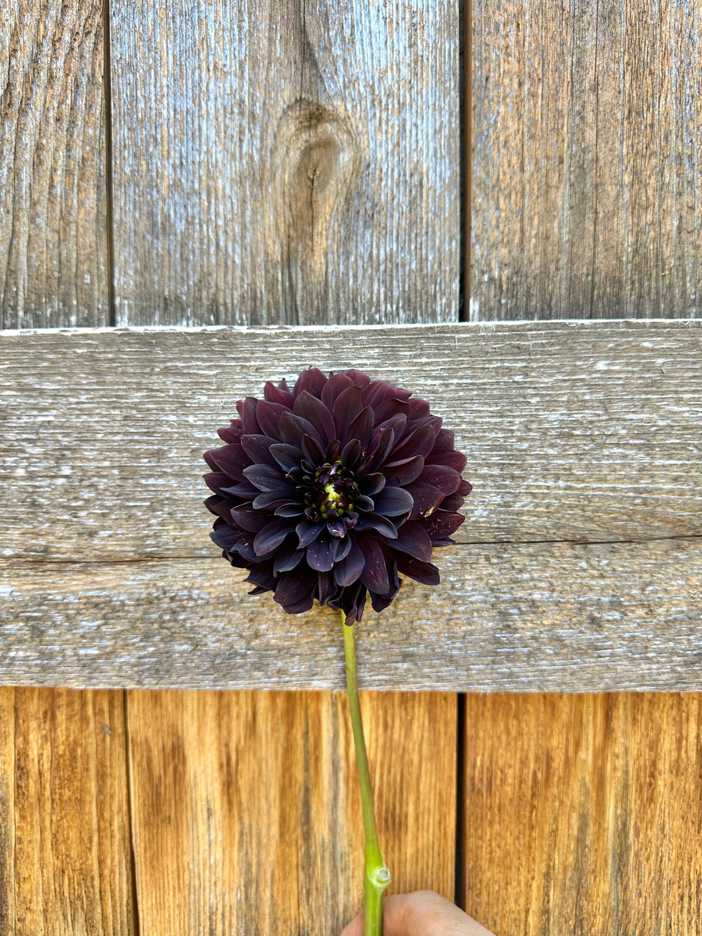 Czarny Charakter dahlia