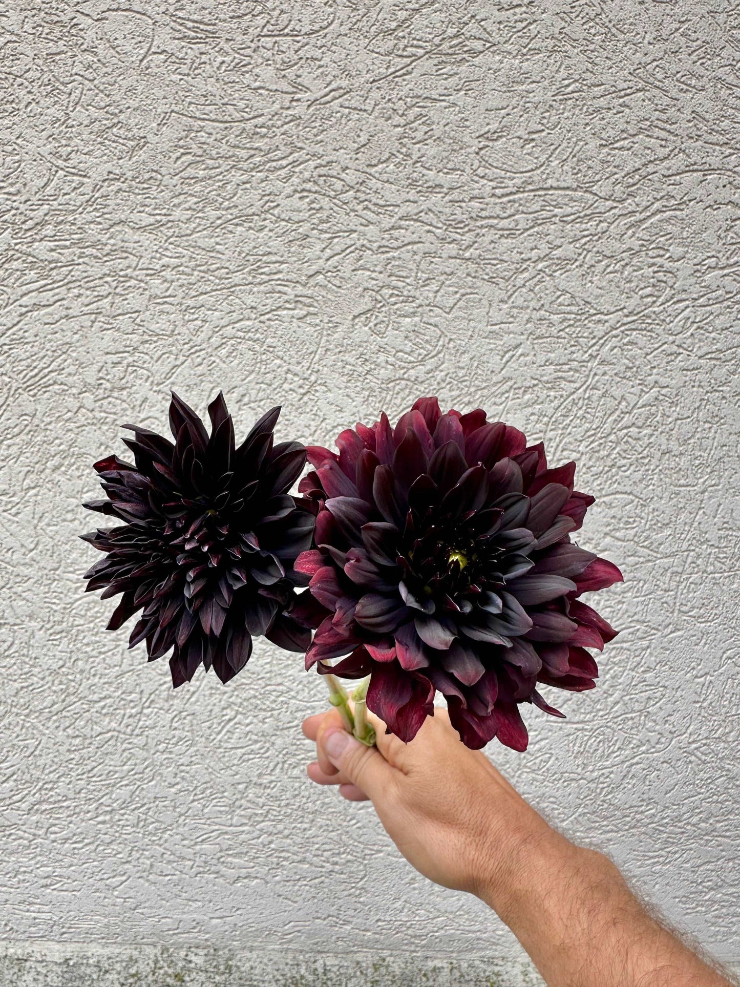 Czarny Charakter dahlia