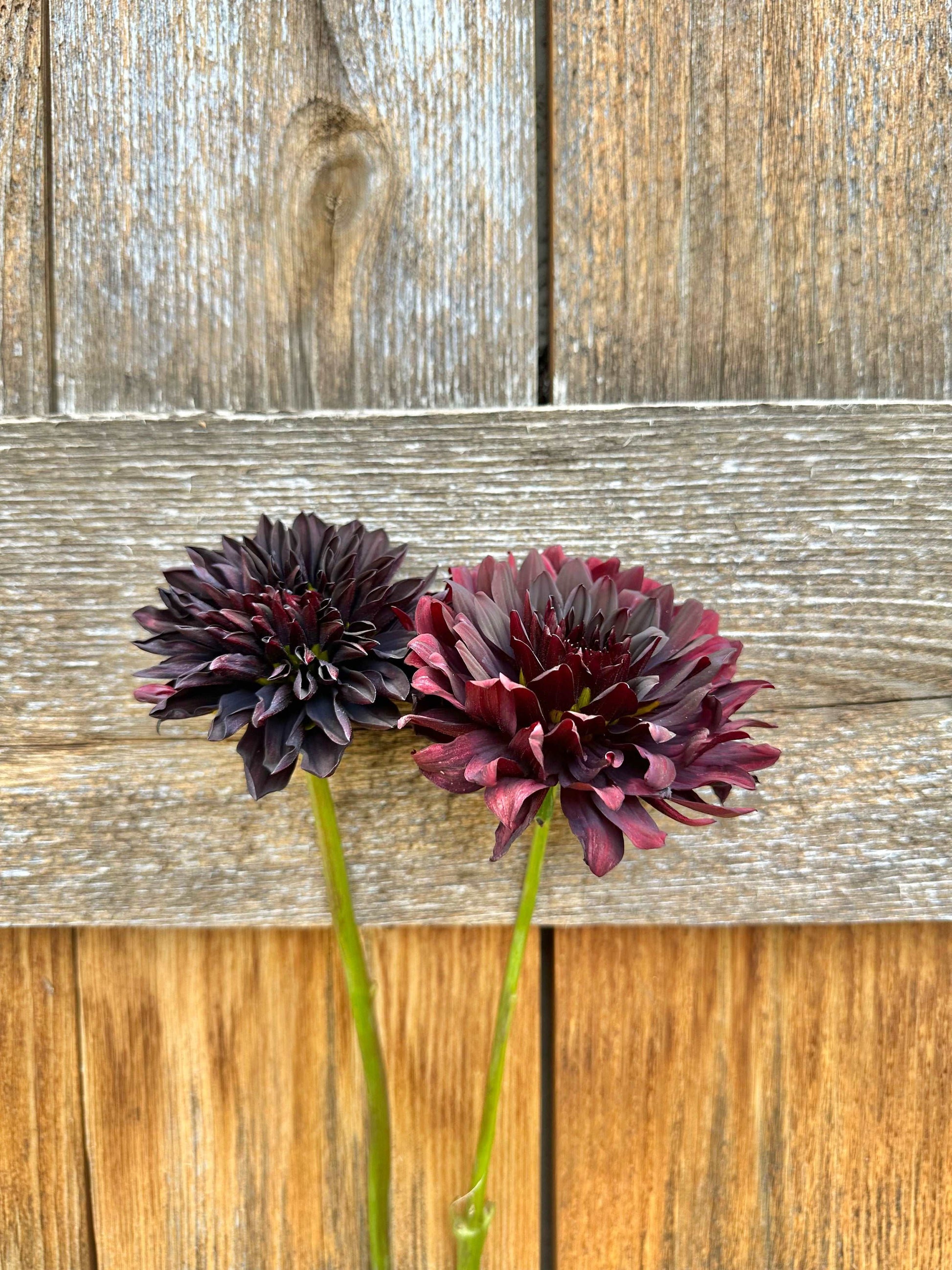 Czarny Charakter dahlia