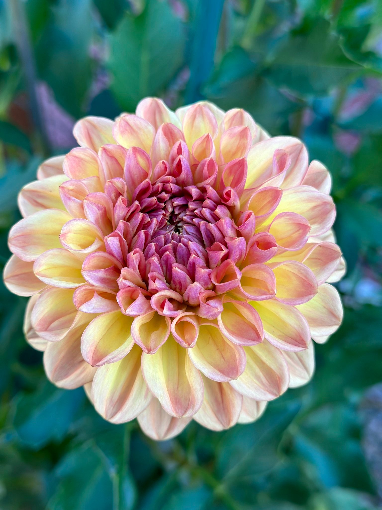 Dahlia Flower, Dahlia Tubers