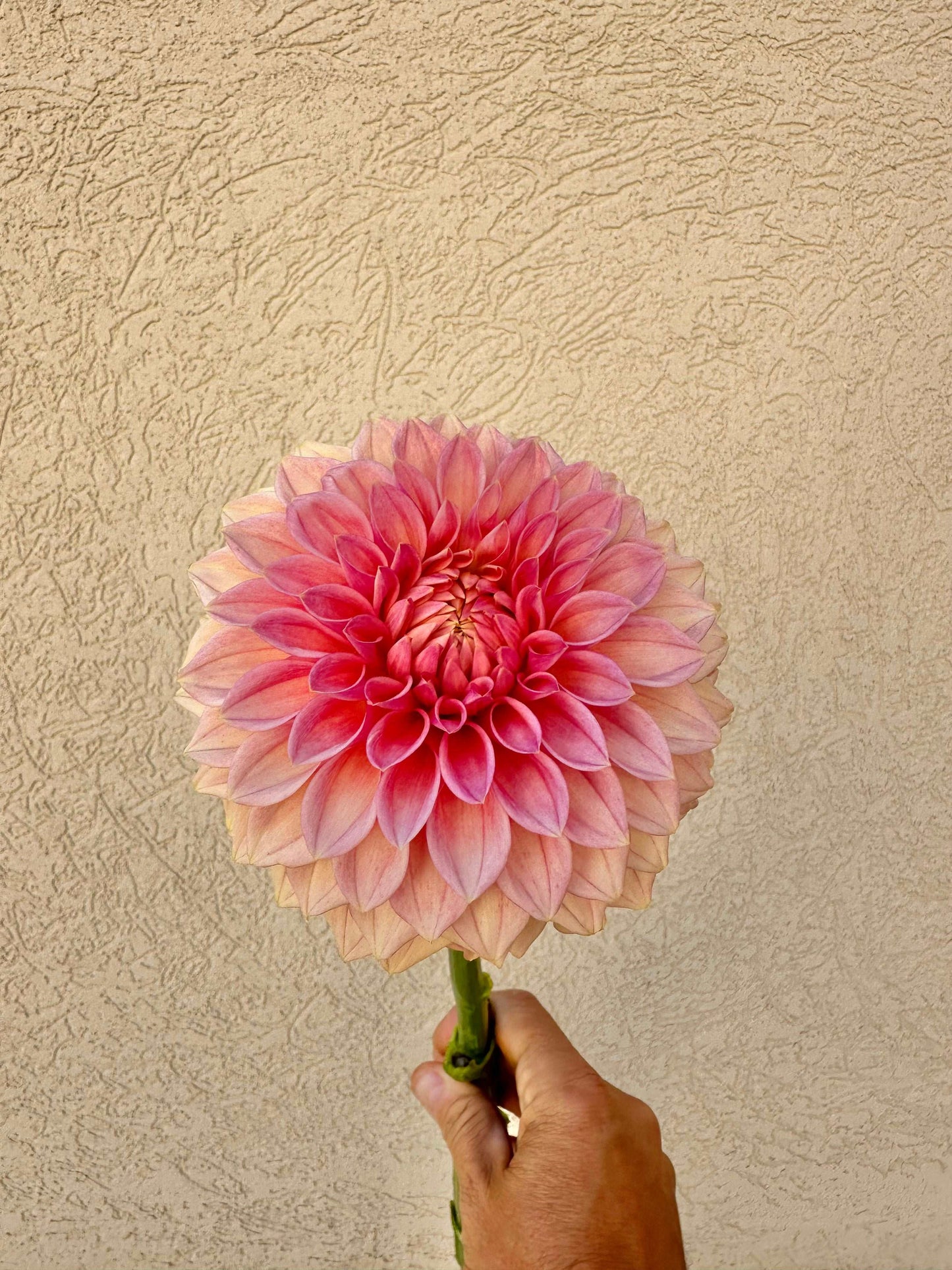 Desert Rose dahlia