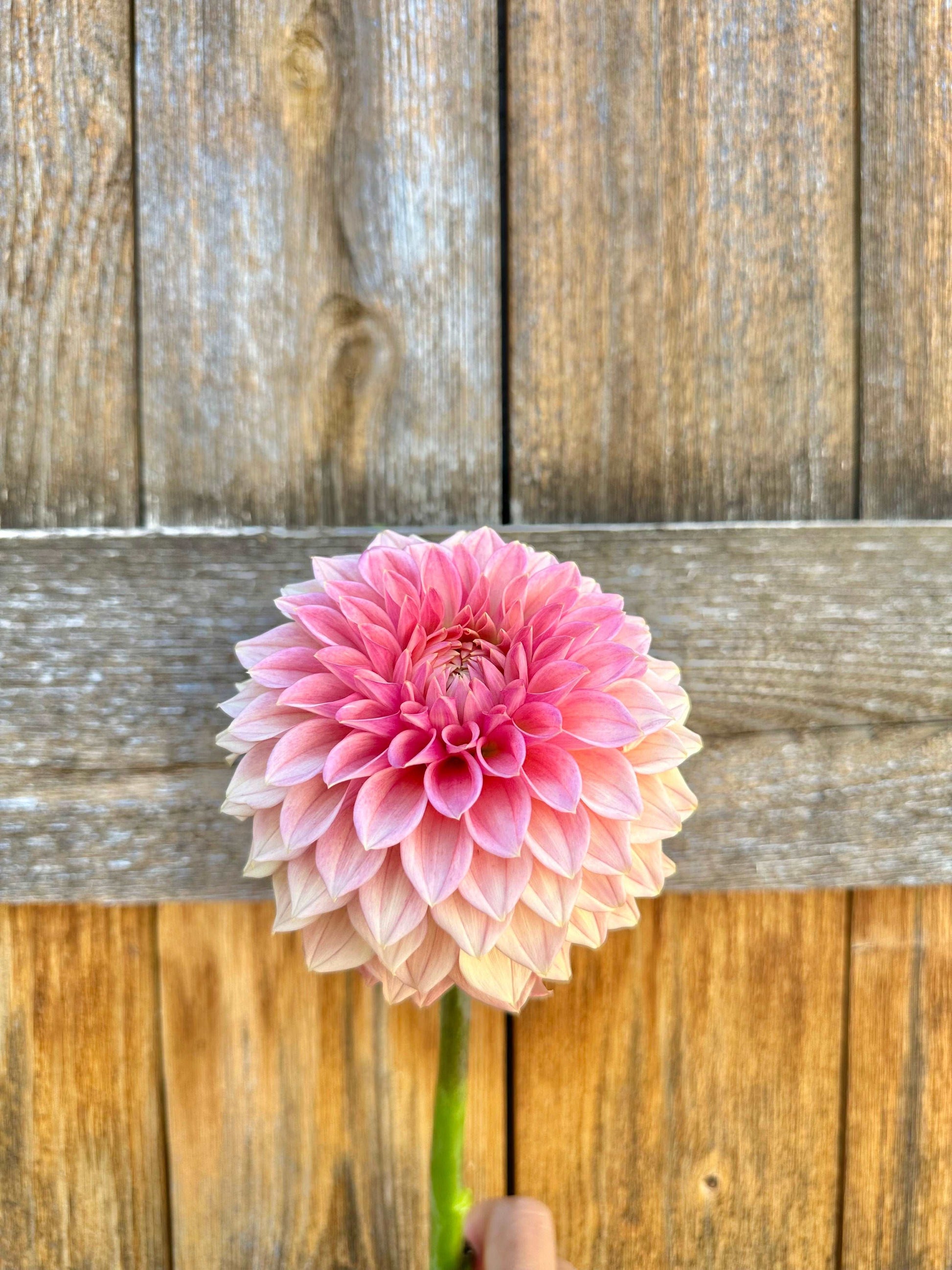 Desert Rose dahlia