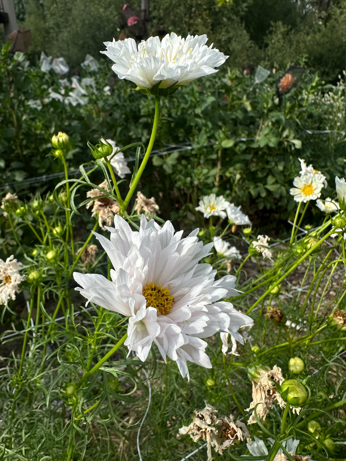 Double click cosmos