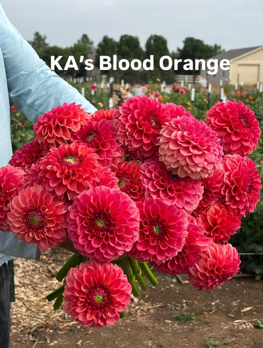KA’s® Blood Orange dahlia tuber bundle - 5 pack