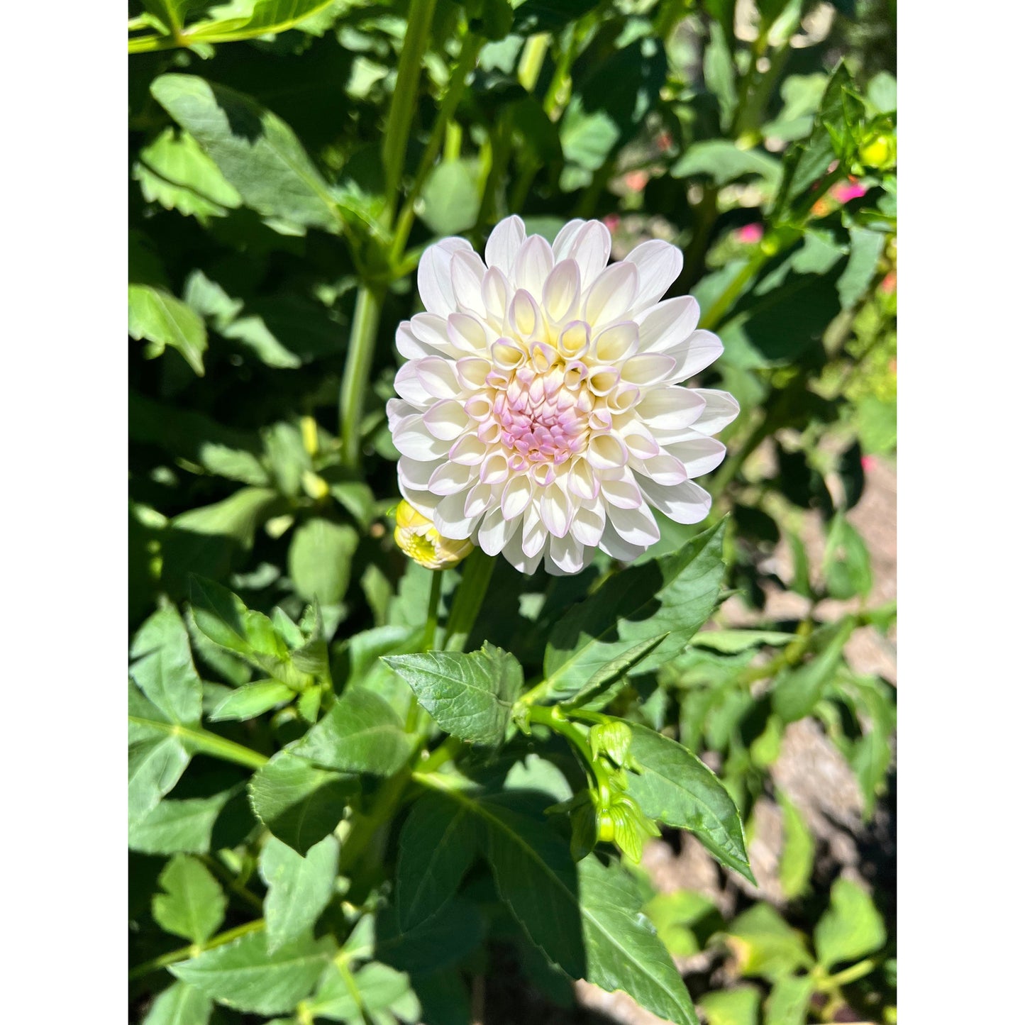 Eveline dahlia, dahlia tuber