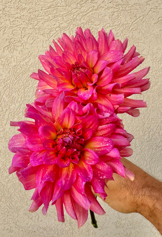 Excentric dahlia