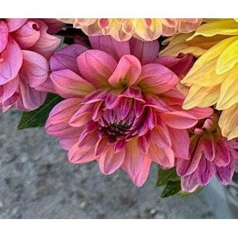 Excentric Dahlia – Pedaling Petals