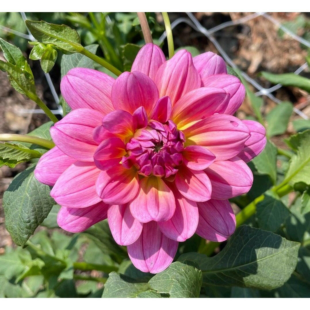 Excentric Dahlia – Pedaling Petals