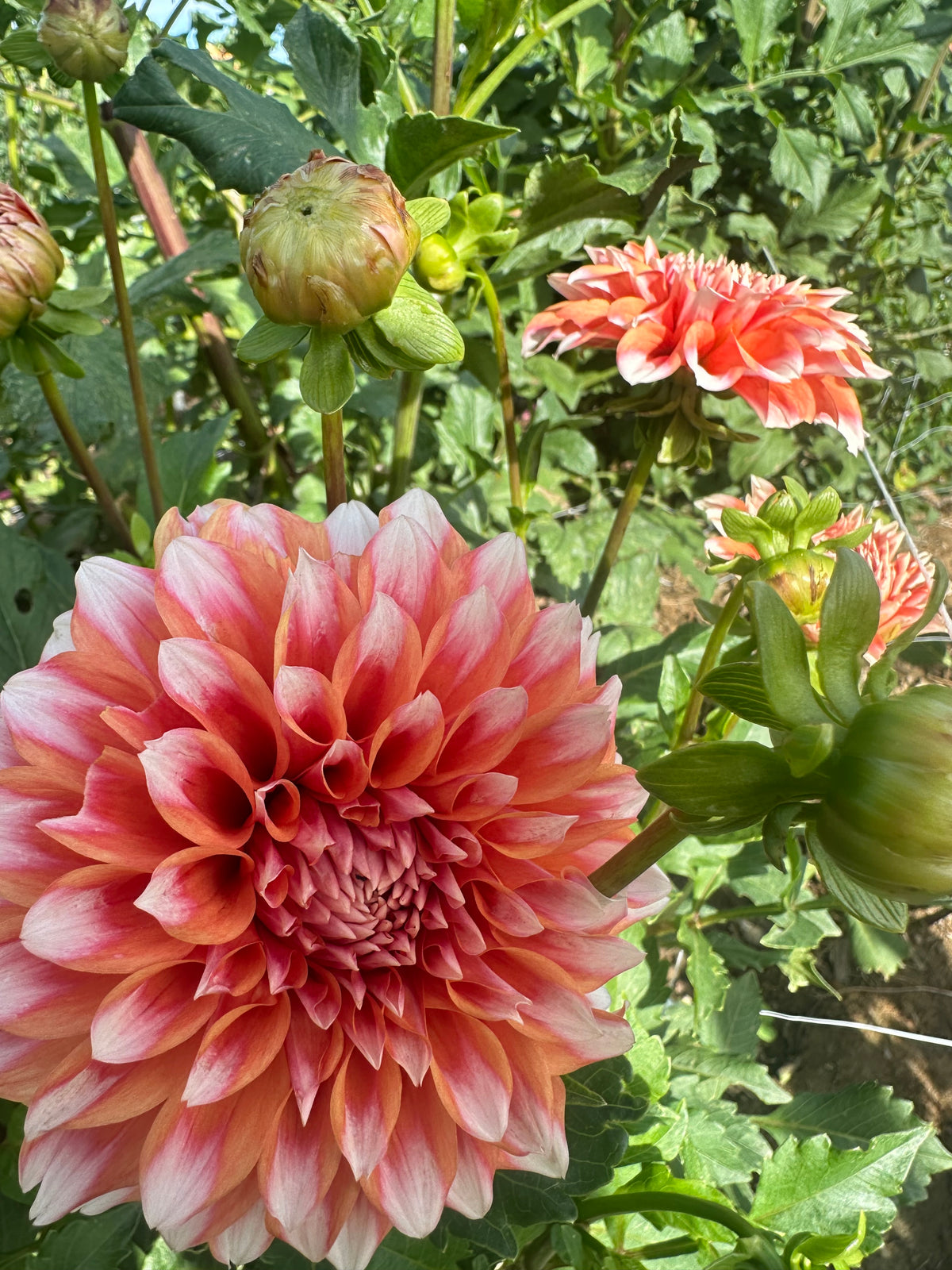 FS Apricot Ice dahlia