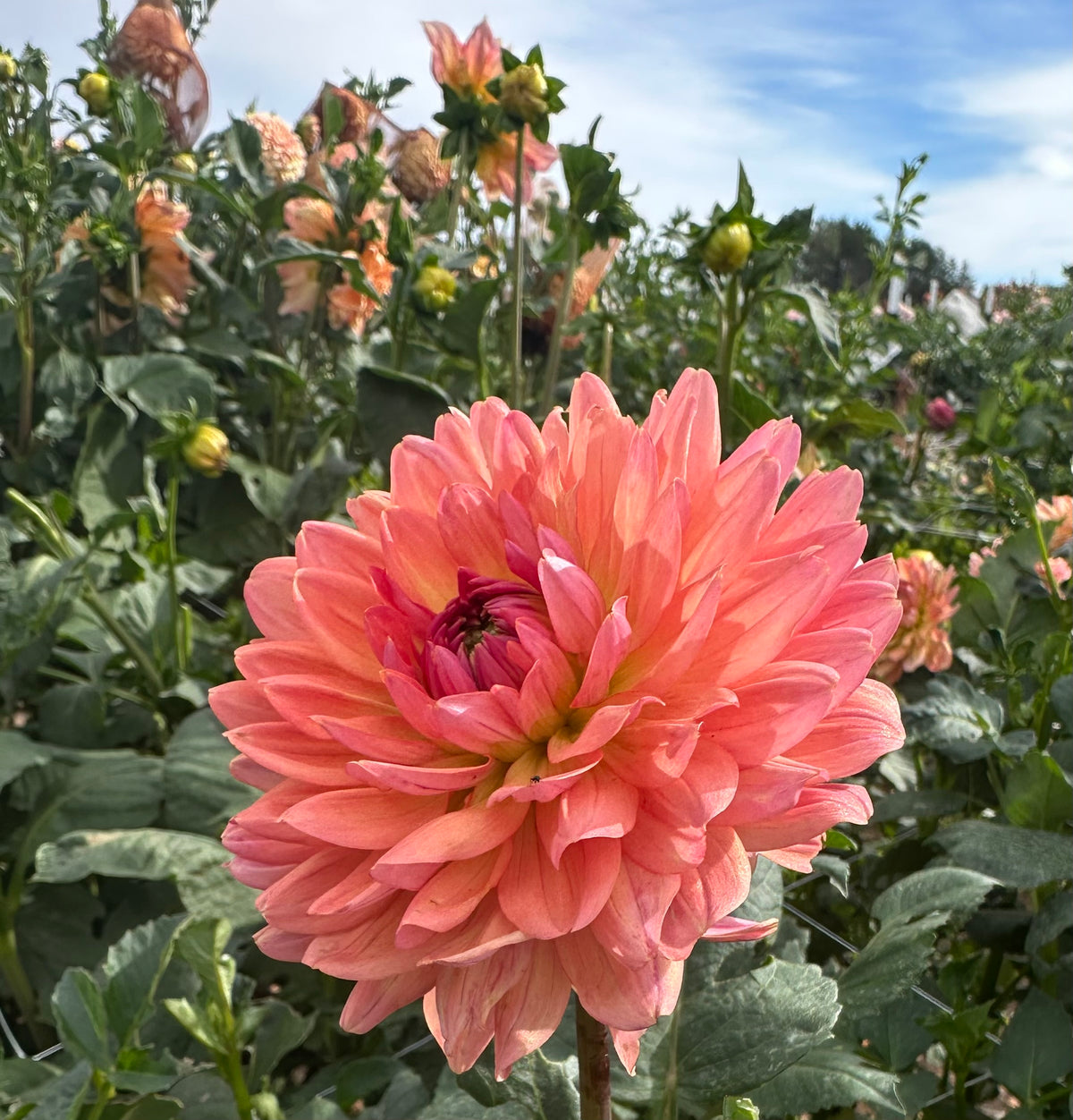 Fawn dahlia