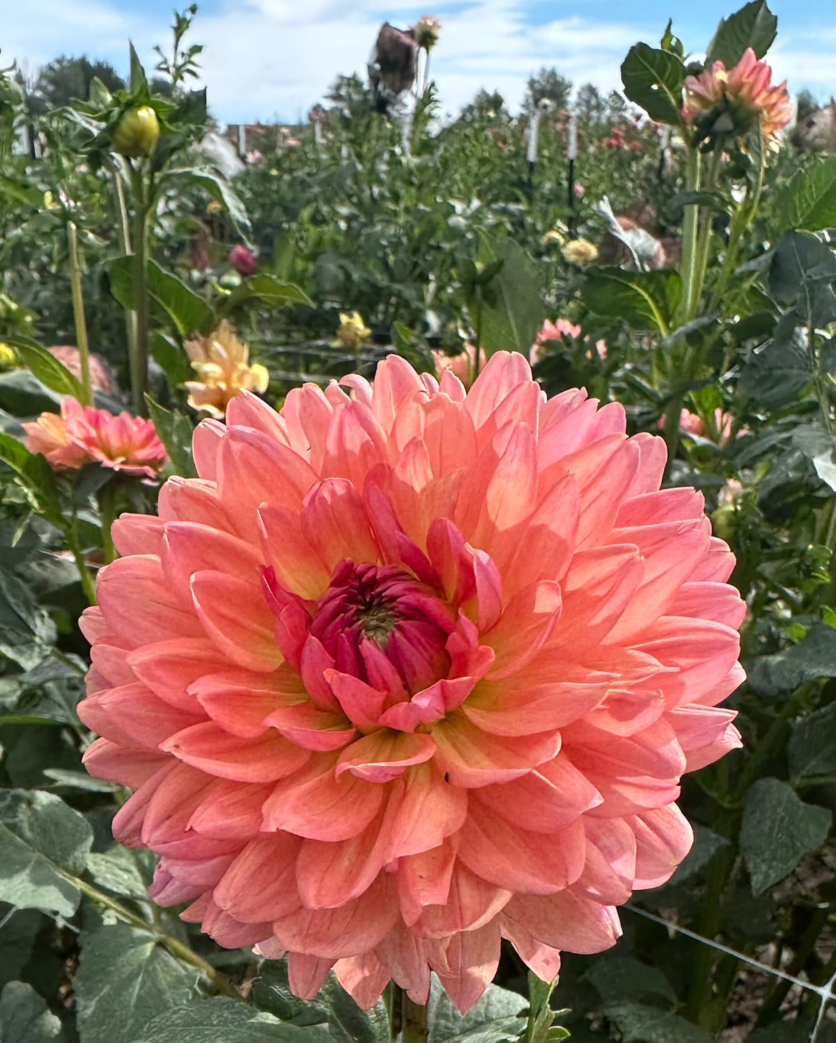 Fawn dahlia