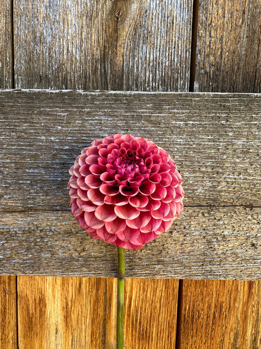 Ferncliff Rusty dahlia