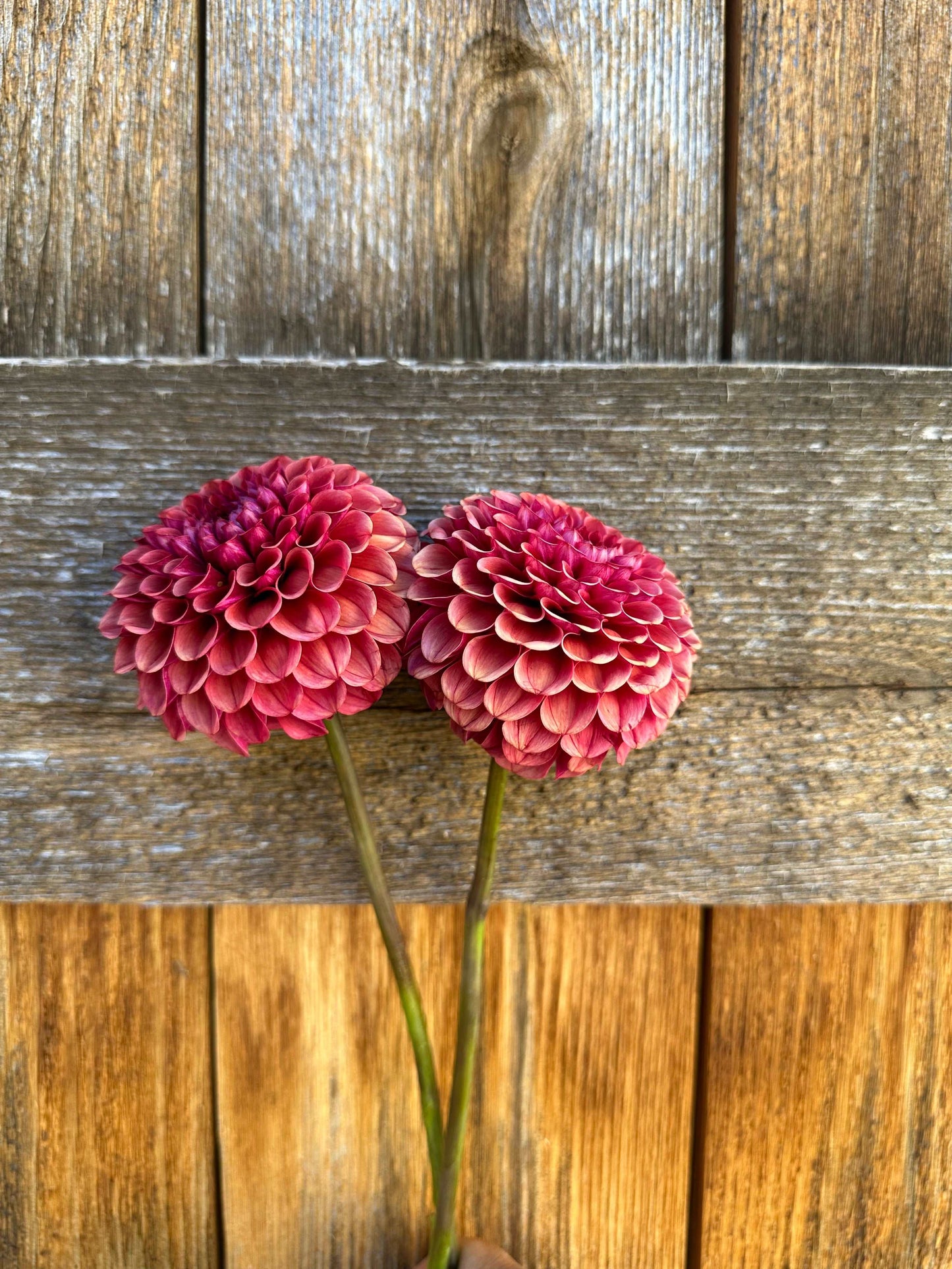 Ferncliff Rusty dahlia