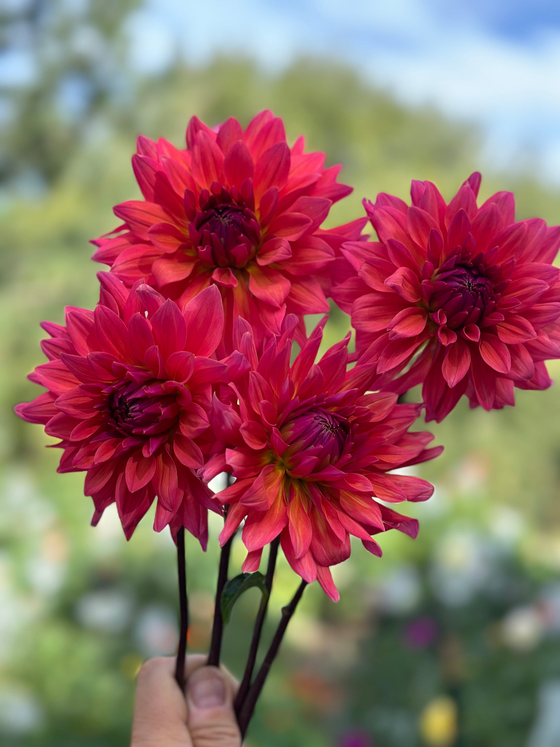 Fire Magic dahlia