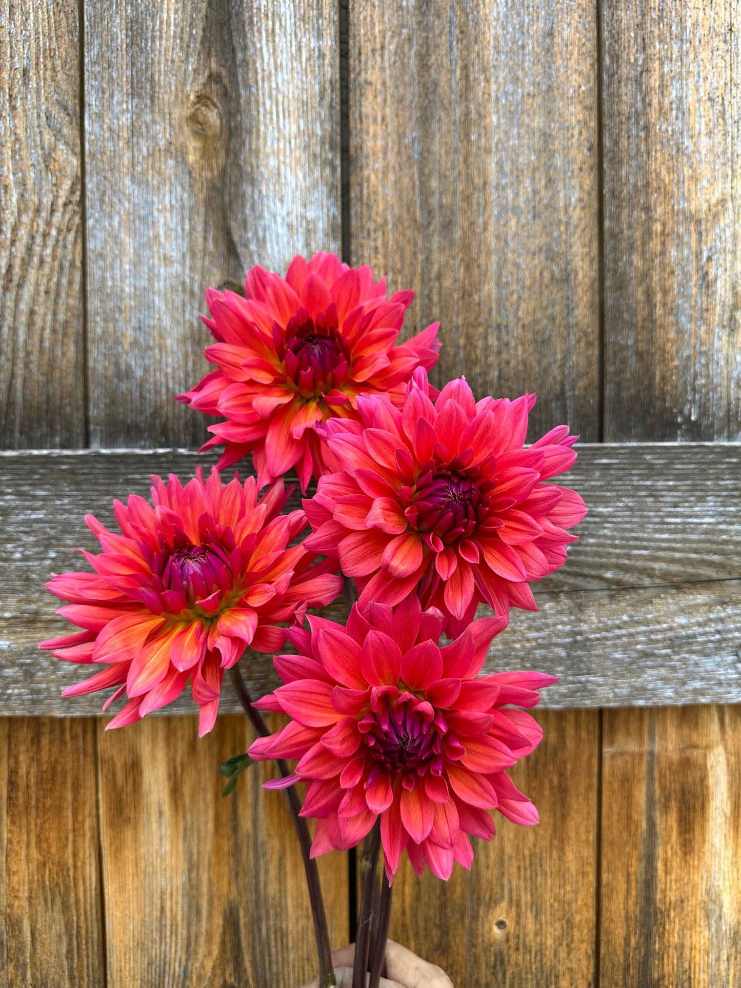 Fire Magic dahlia