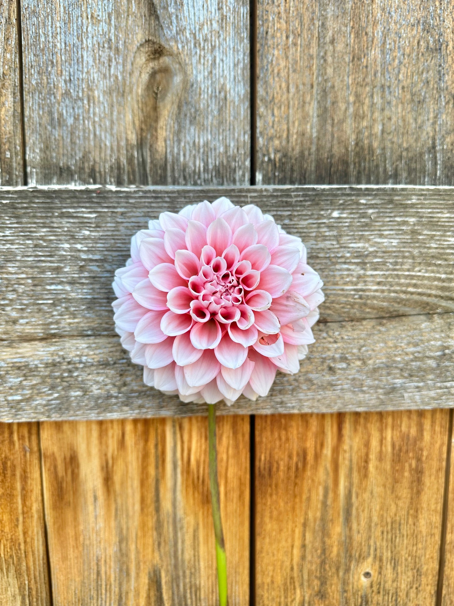 Romantic and elegant dahlia wedding flowers