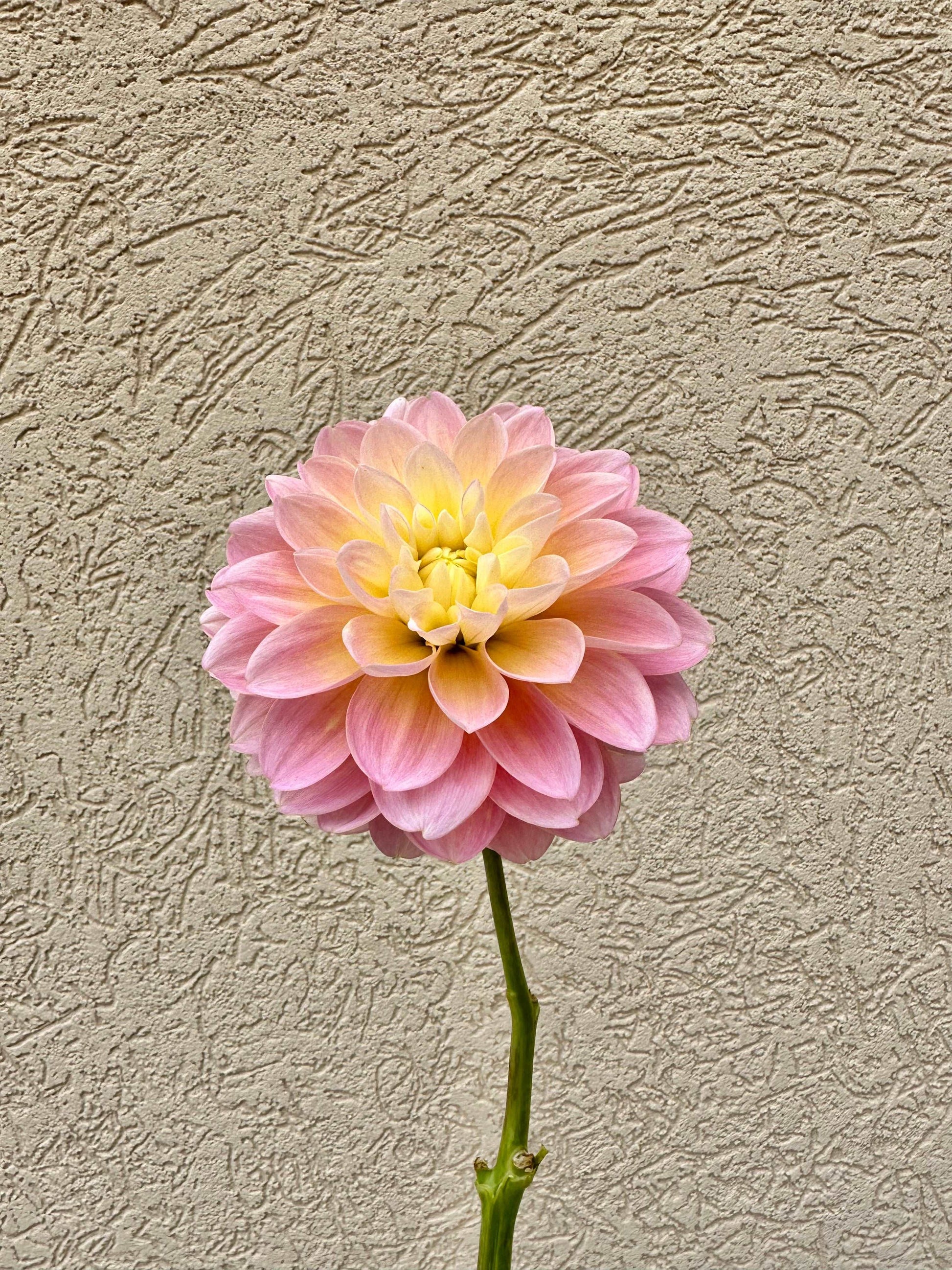 Gabbie’s Wish dahlia