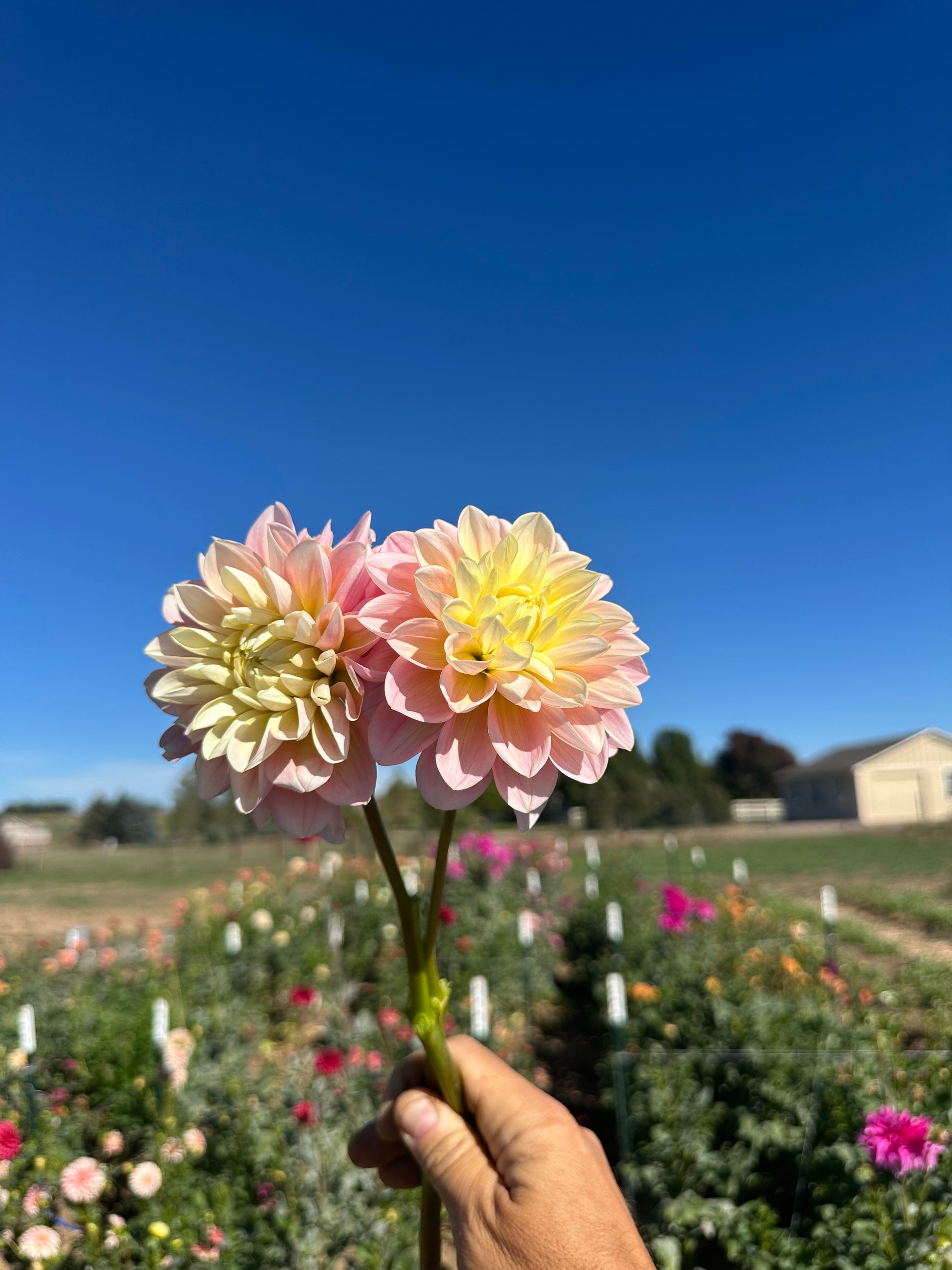 Gabbie’s Wish dahlia