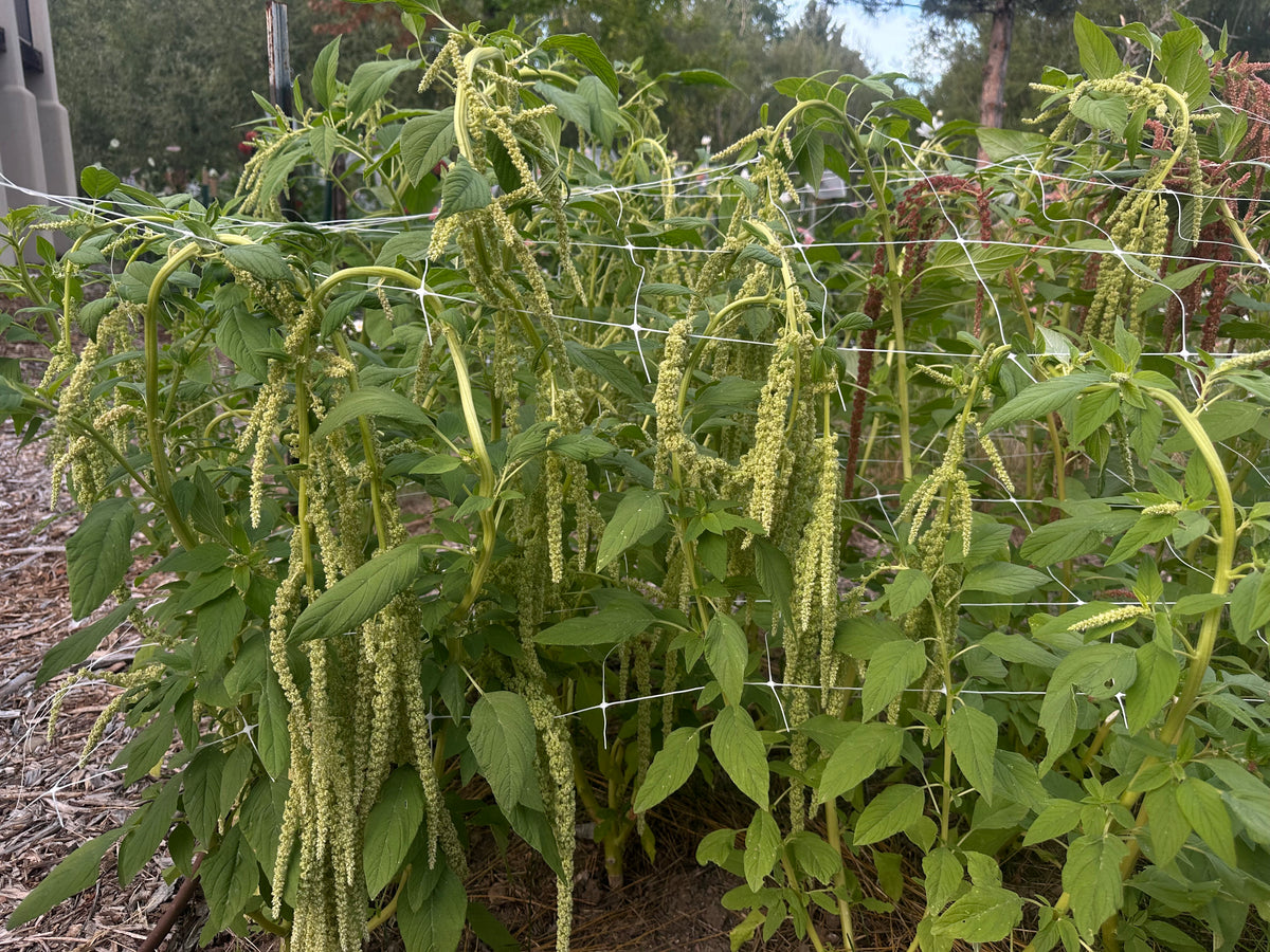 Hanging green amaranth