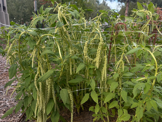 Hanging green amaranth