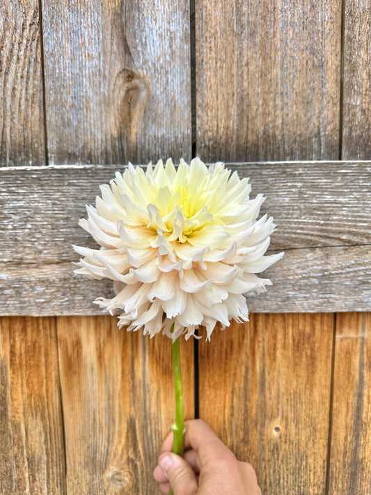 Hapet Champagne dahlia