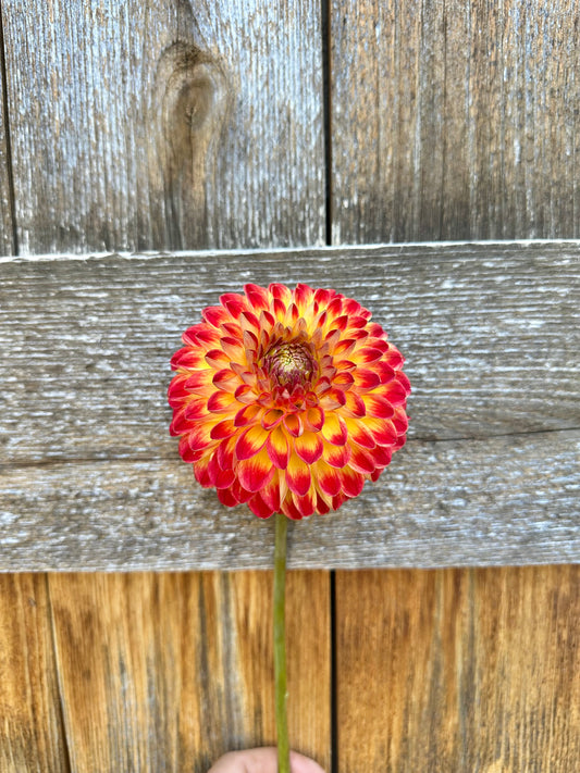 Hapet Unique dahlia tuber for sale in Colorado