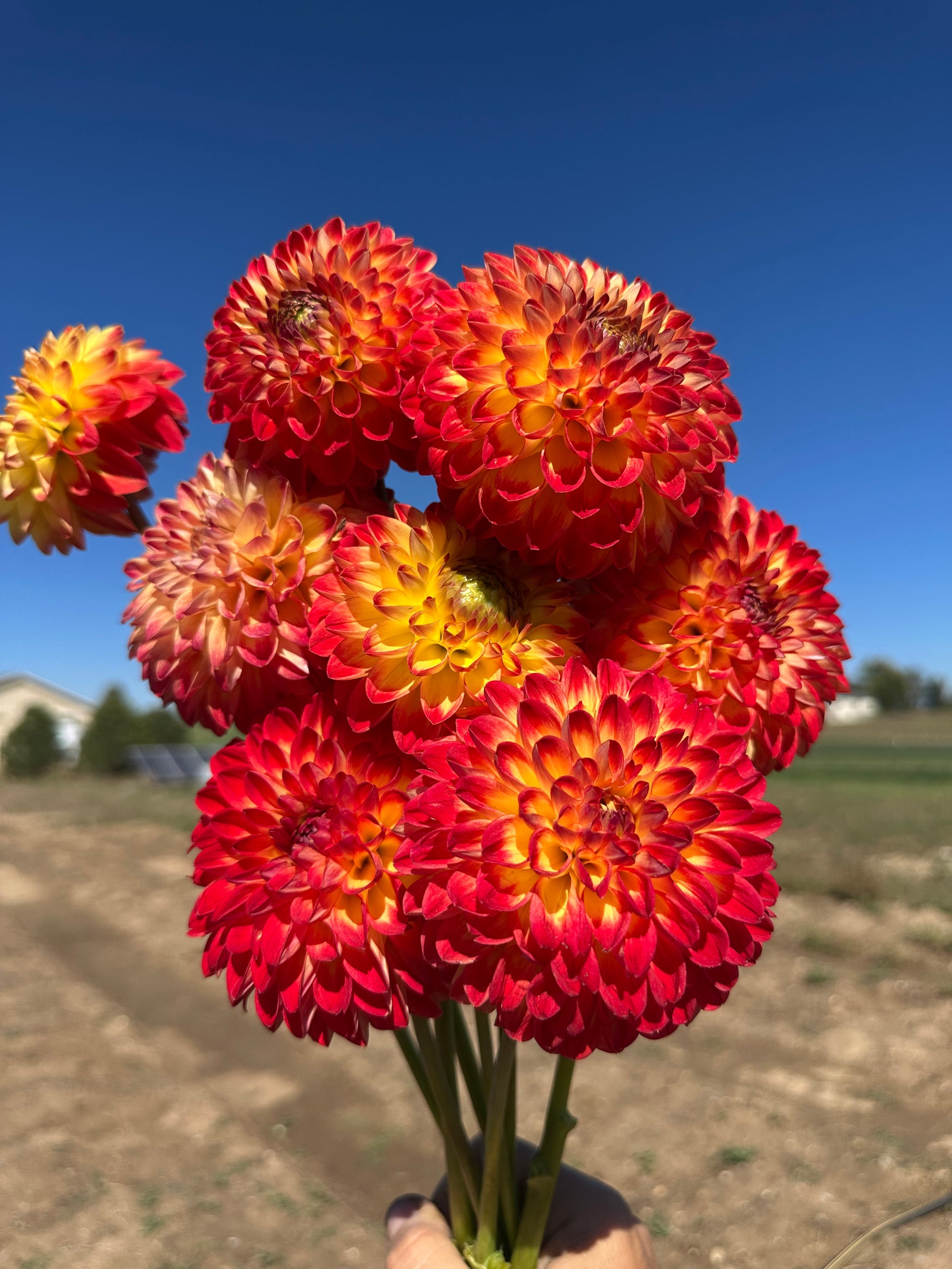 Hapet Unique dahlia tuber for sale in Colorado