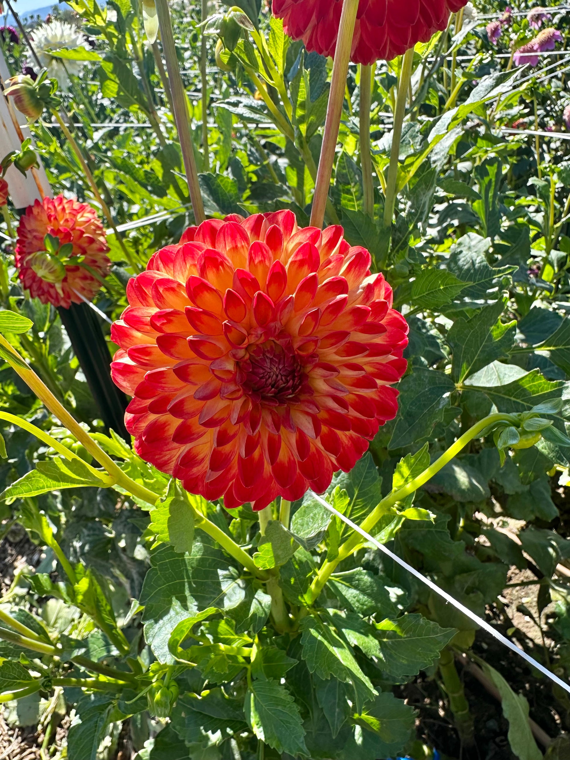 Hapet Unique dahlia tuber for sale in Colorado