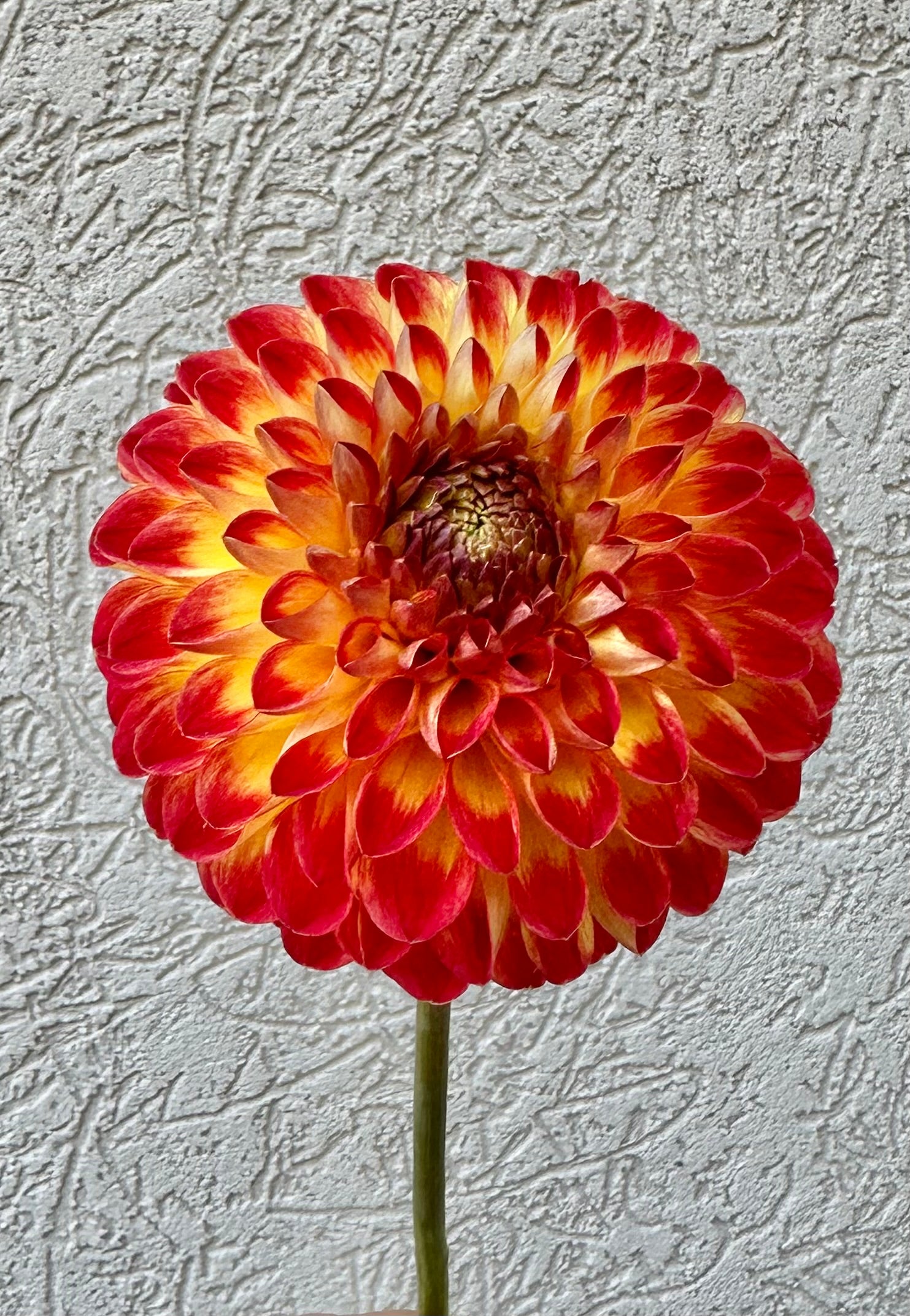 Hapet Unique dahlia tuber for sale in Colorado