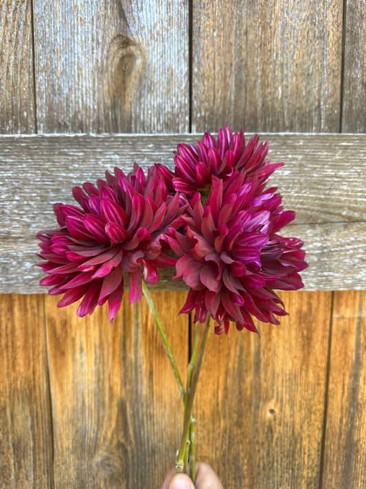 Hollyhill Black Beauty dahlia