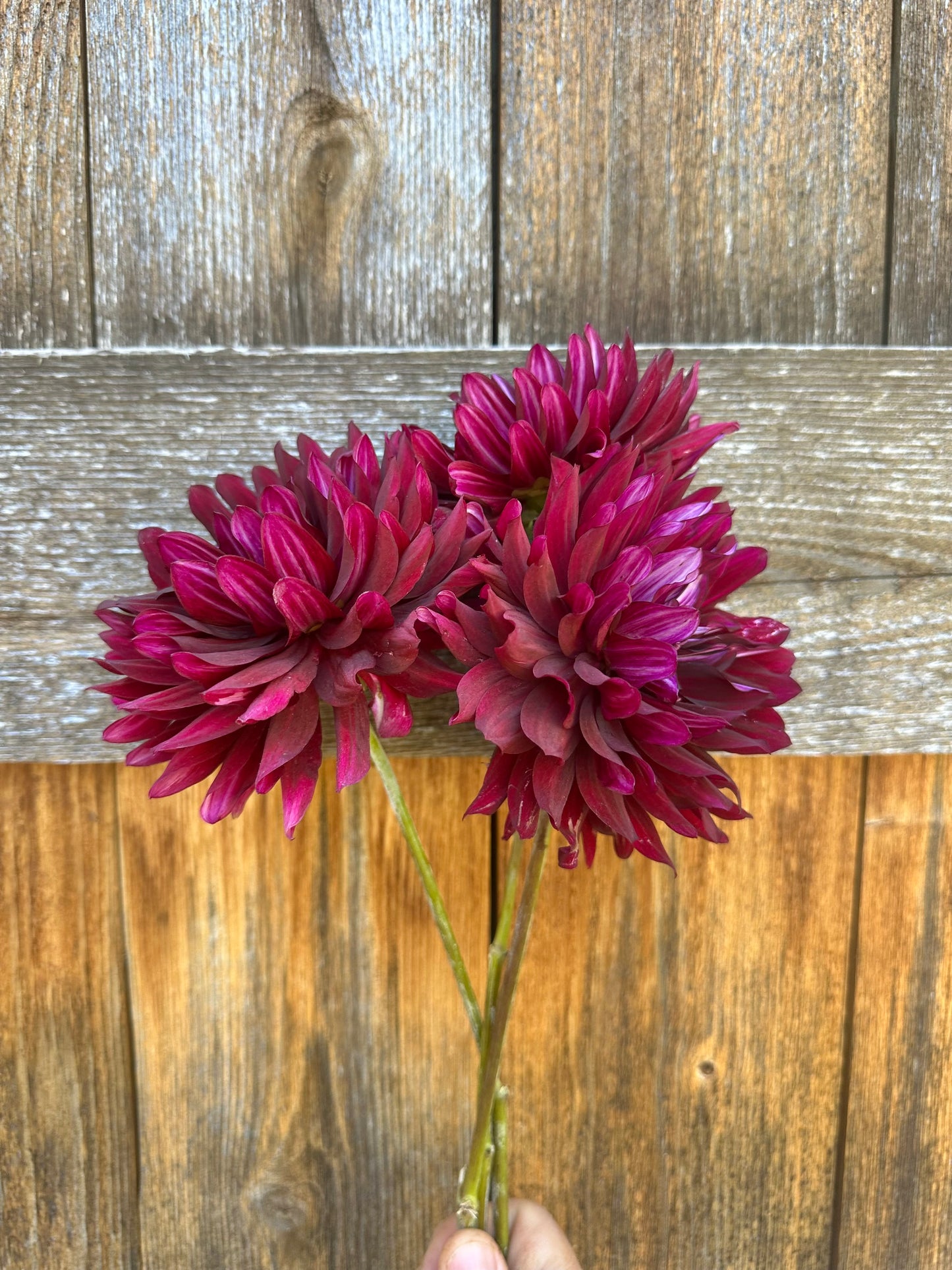 Hollyhill Black Beauty dahlia