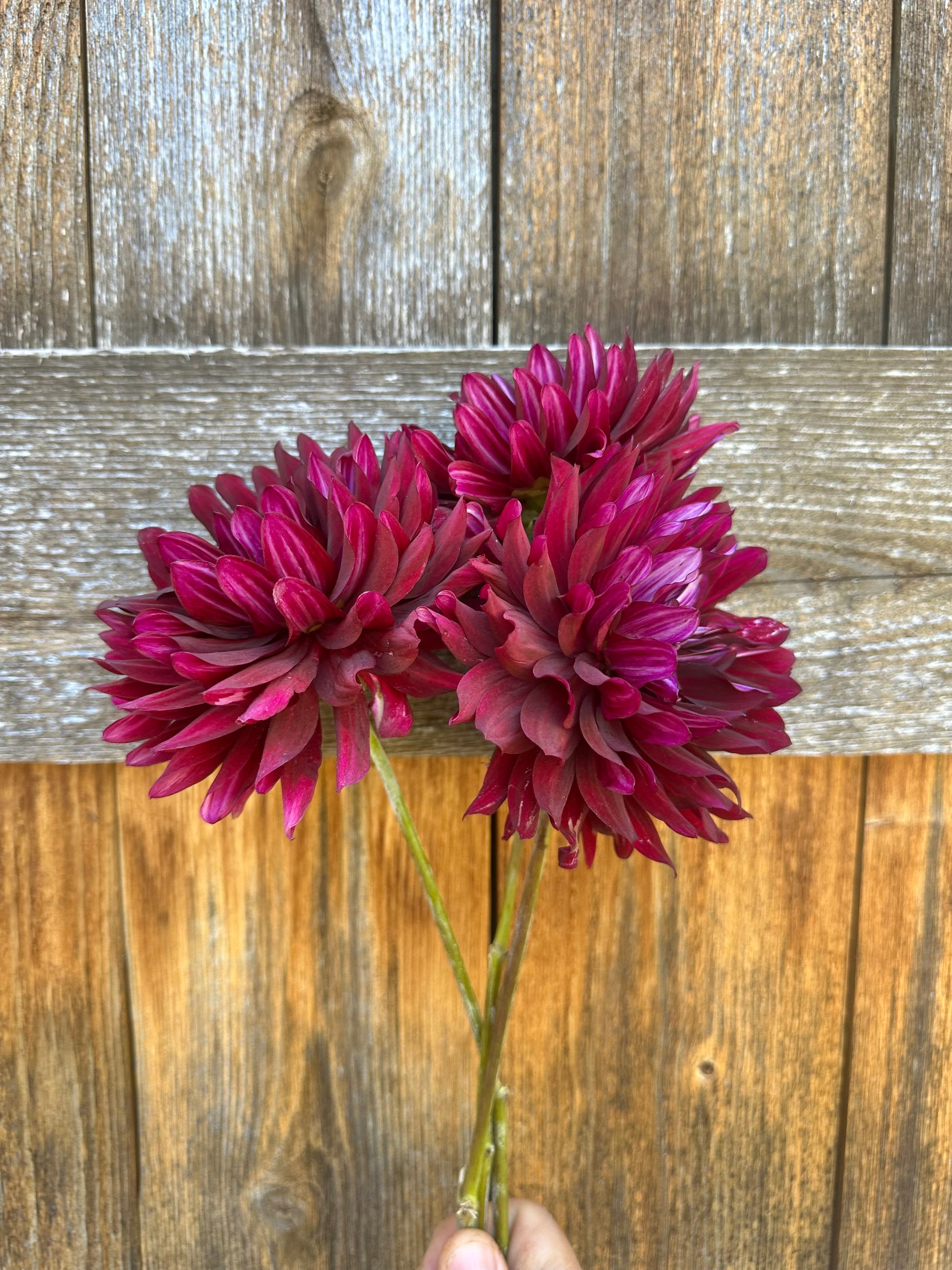 Hollyhill Black Beauty dahlia