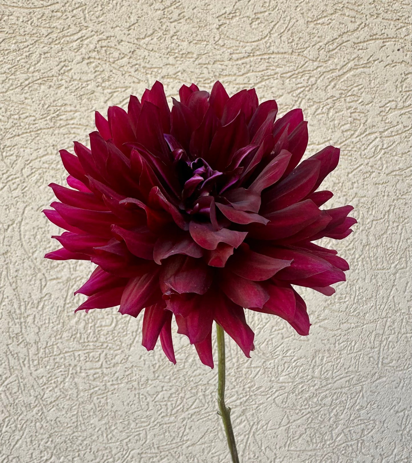 Hollyhill Black Beauty dahlia
