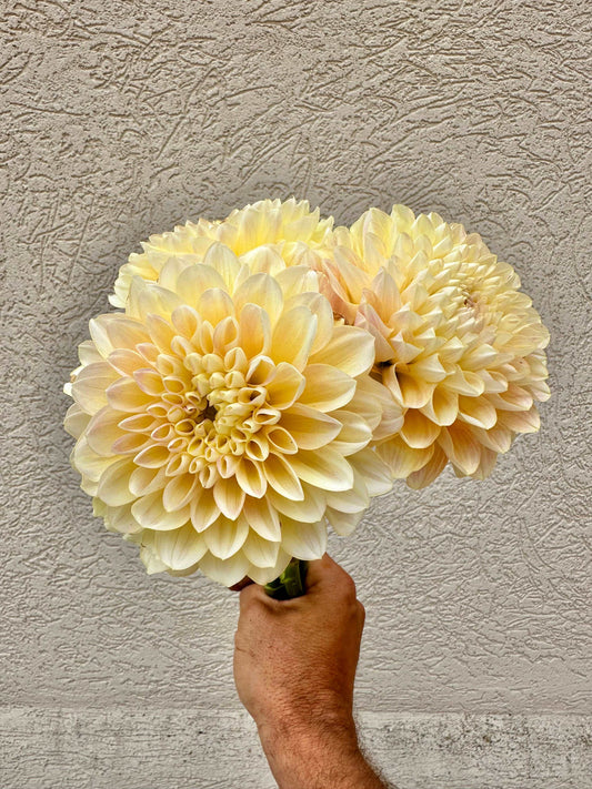 Honey dew dahlia