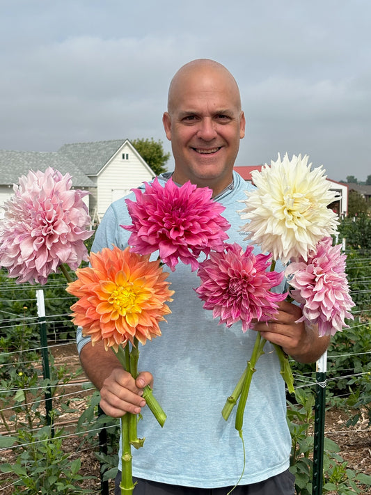 Large sized dahlia bloom