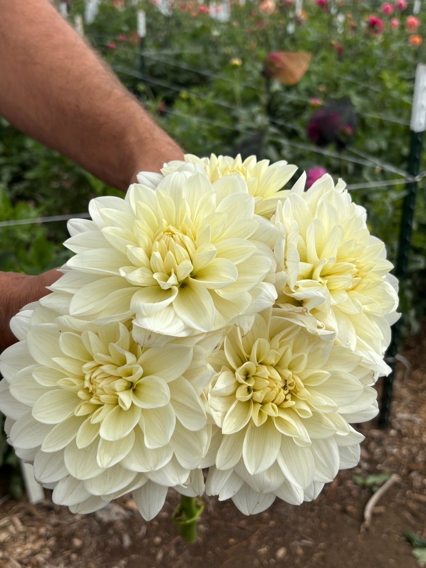 Bridezilla white dahlia bloom