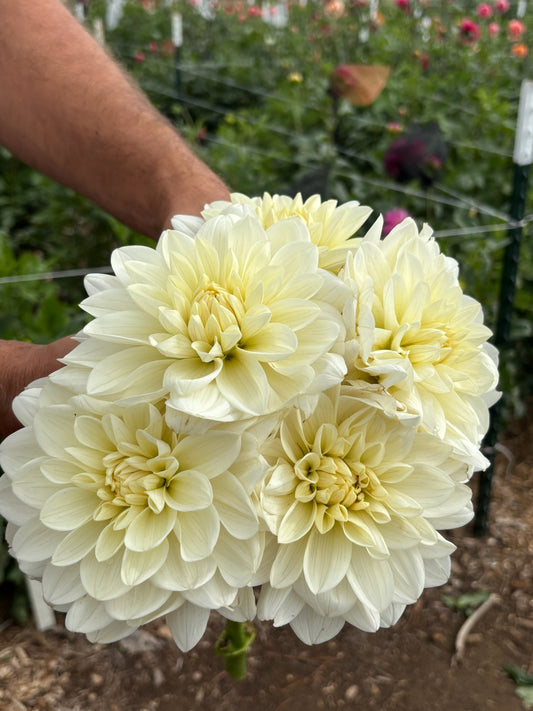 Bridezilla white dahlia bloom