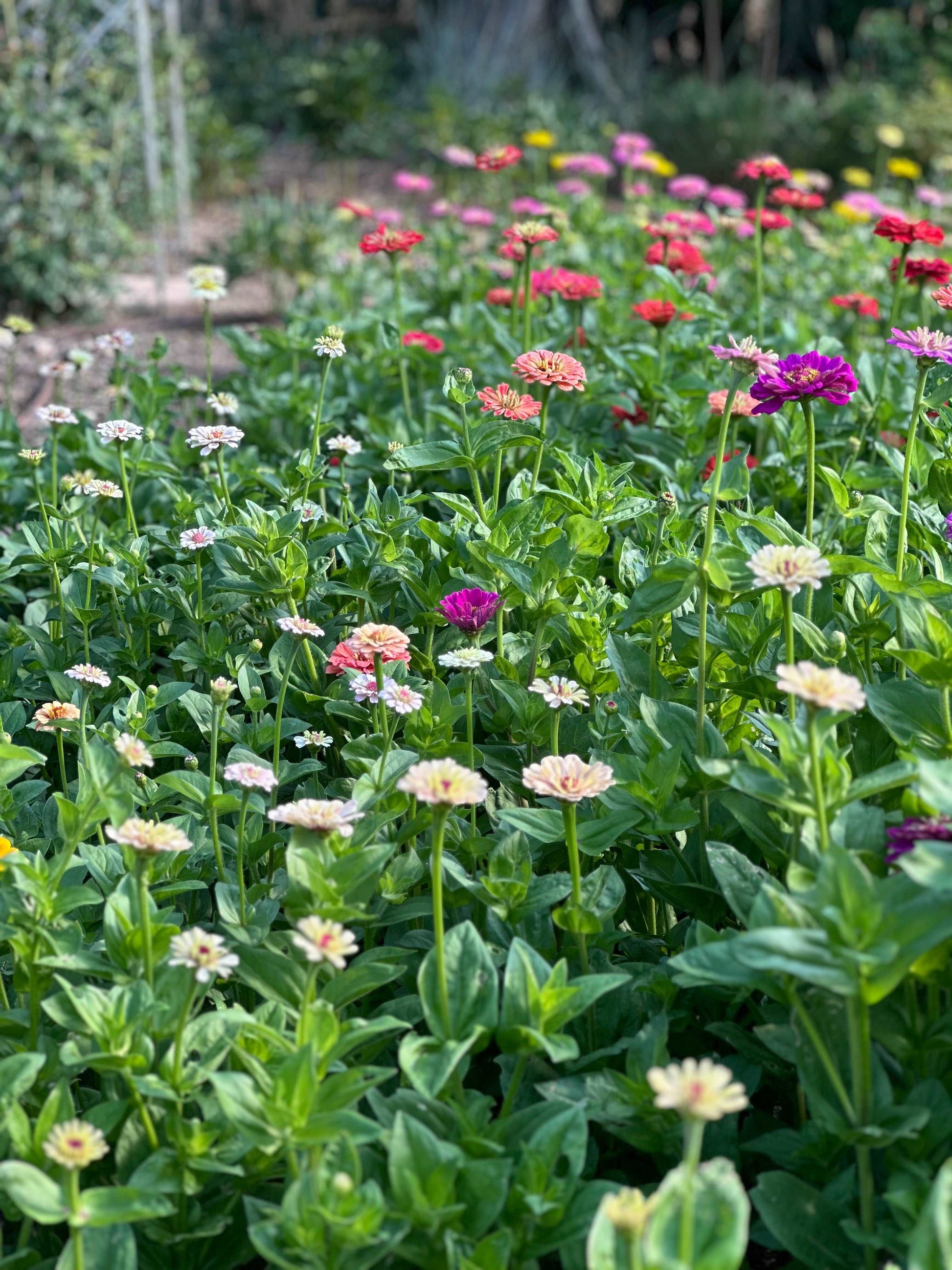 Zinnias