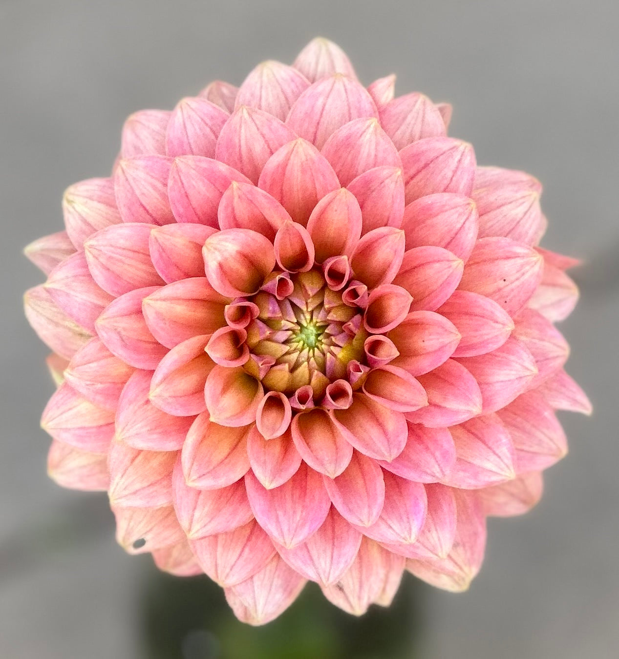 KA’s Boho Peach dahlia