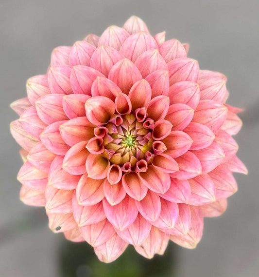 KA’s Boho Peach dahlia