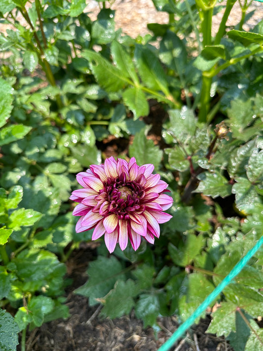 Senior’s Hope dahlia