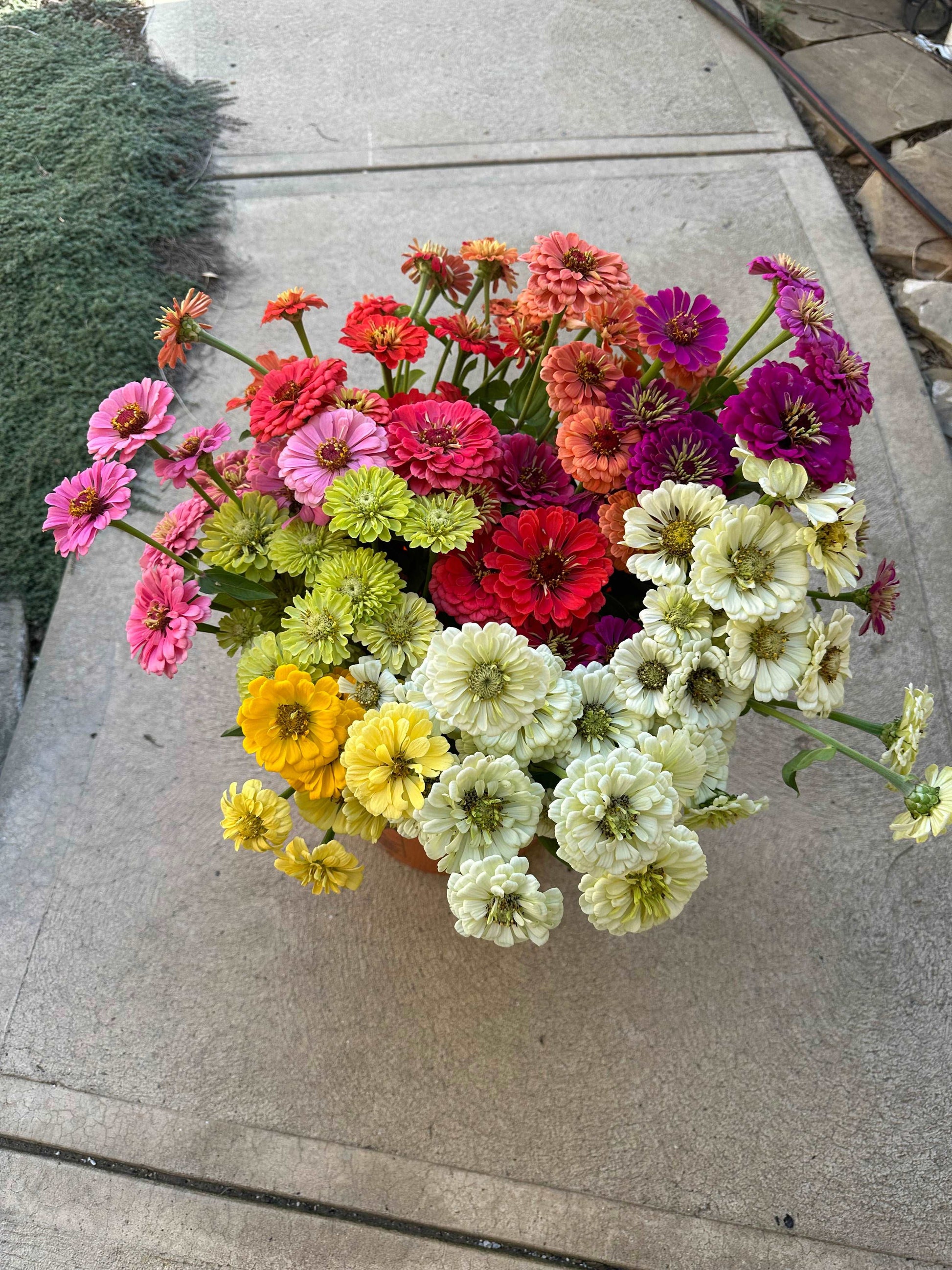 Zinnia flower bunch