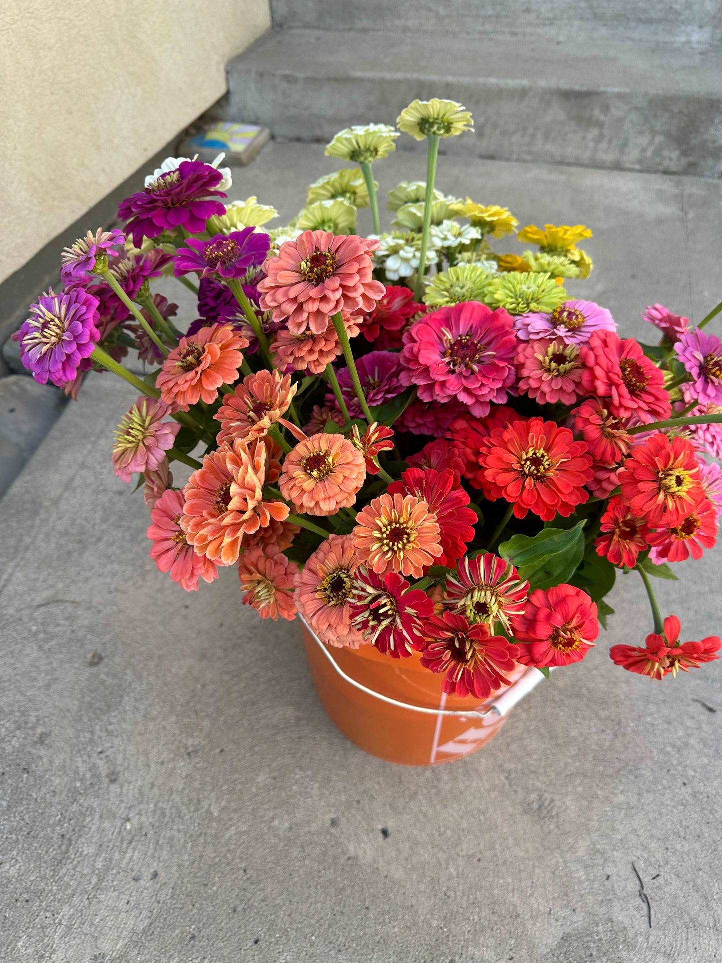 Zinnia flower bunch