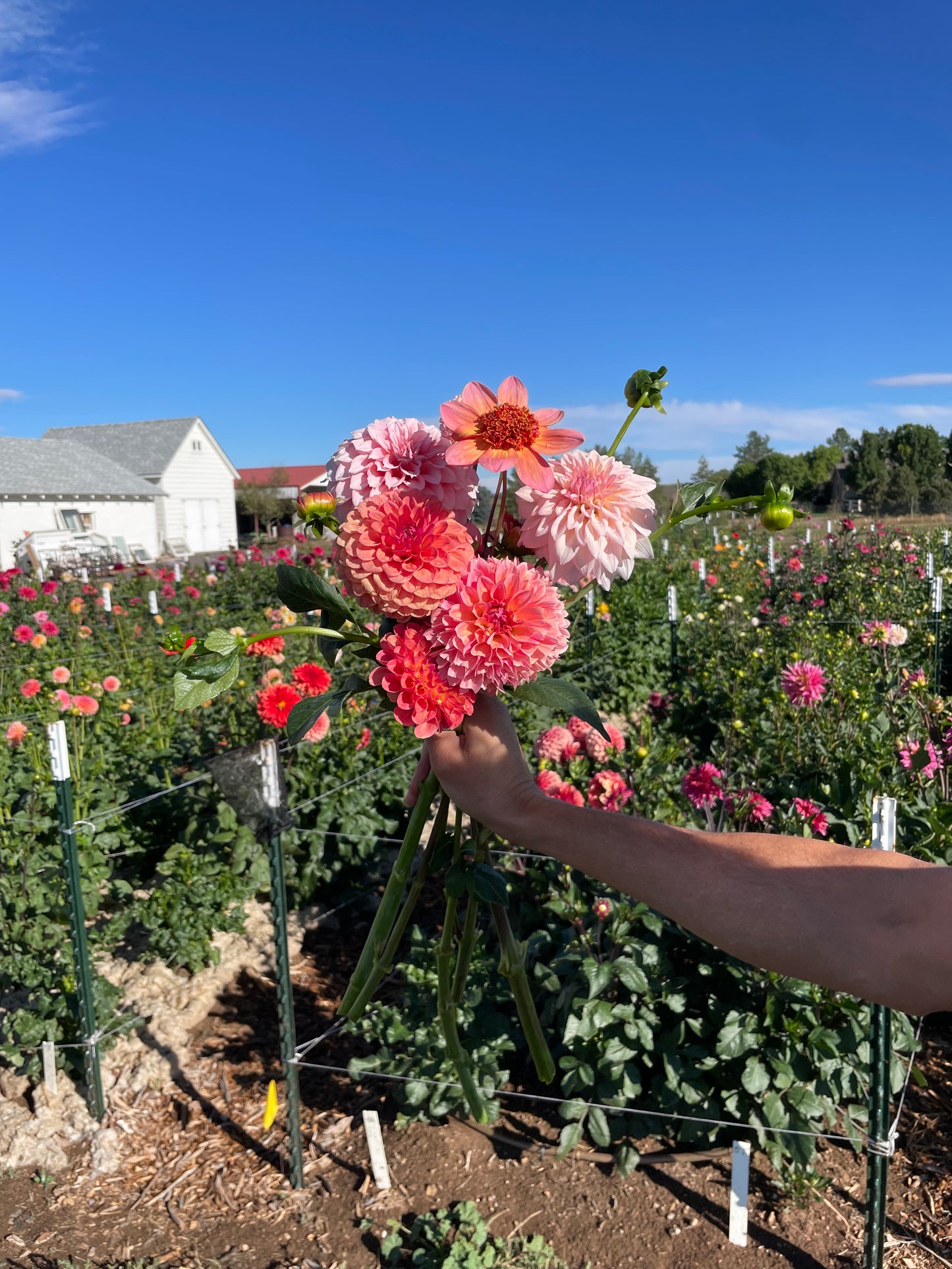 Full Experience: Walk the Farm, Curate & Reserve Your Wedding Blooms