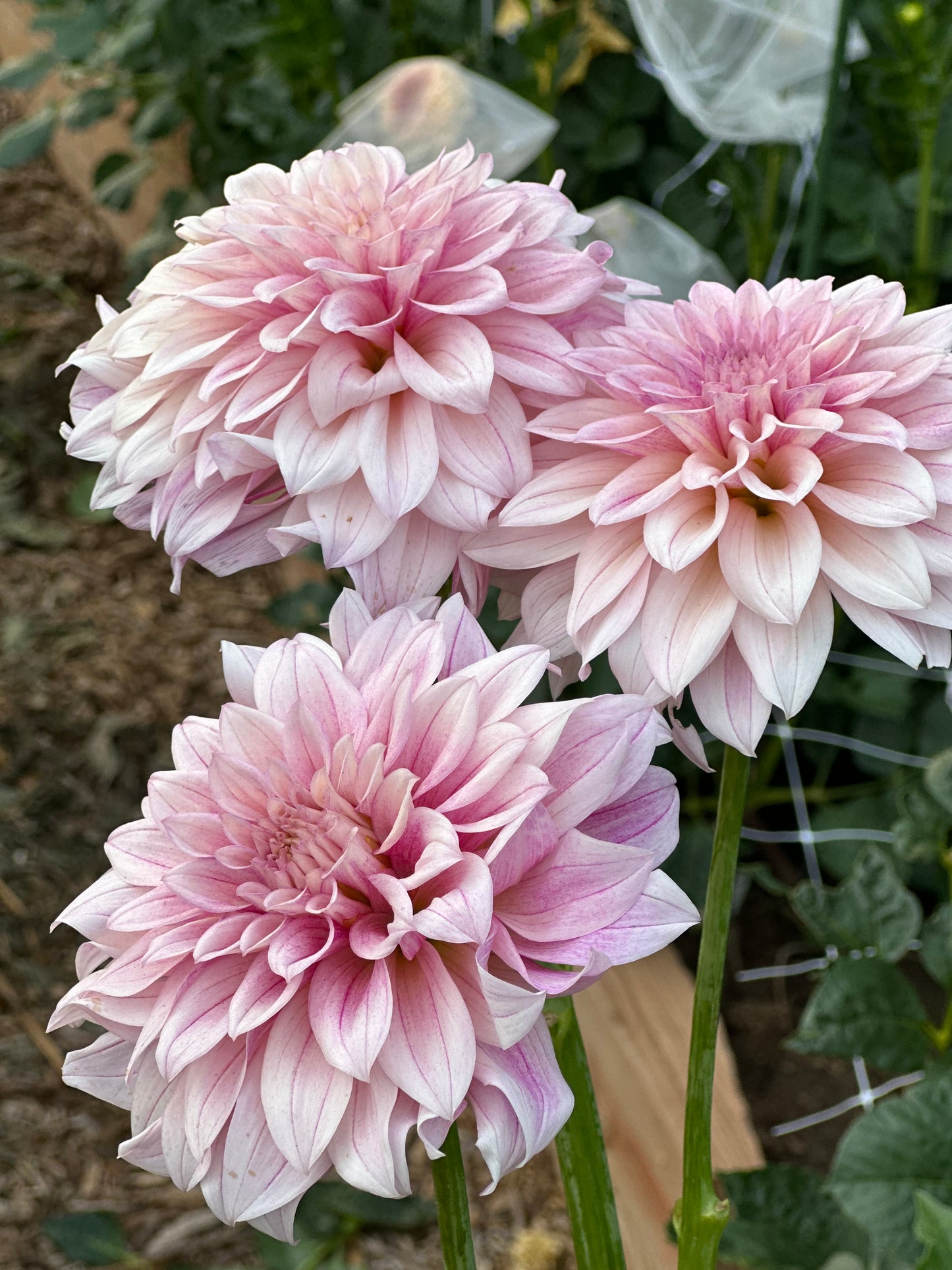 Romantic and elegant dahlia wedding flowers