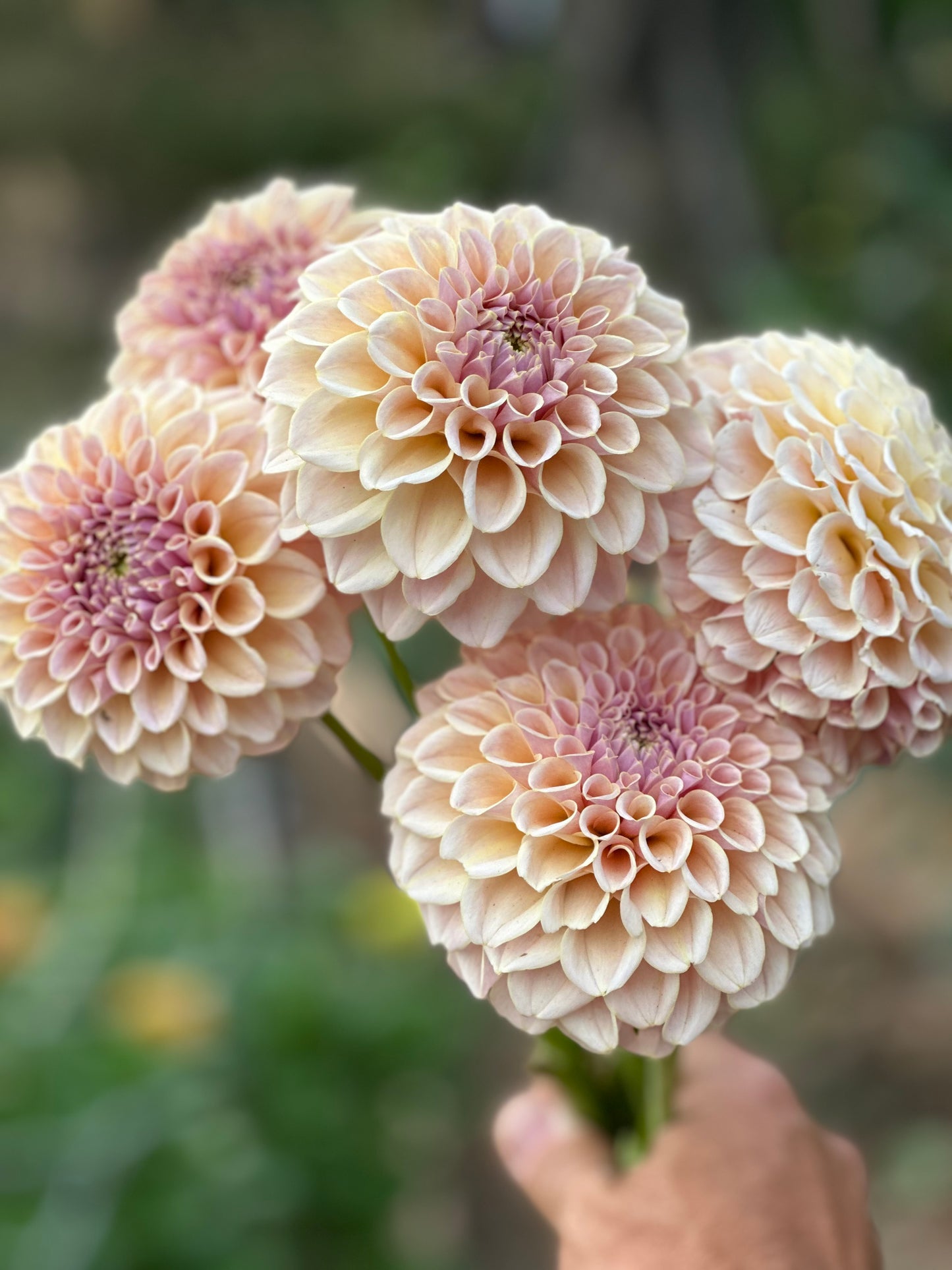 Romantic and elegant dahlia wedding flowers