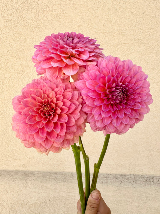 Linda’s Baby dahlia tuber